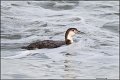 _2SB4586 common loon in the surf